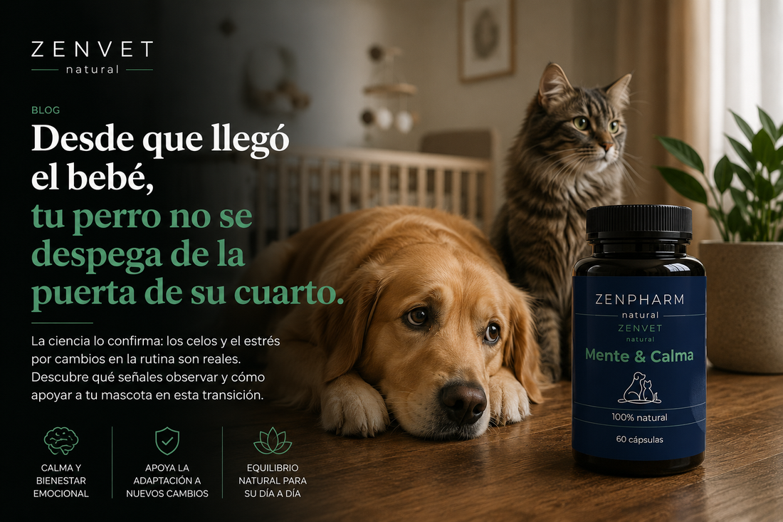 Celos de mascotas: cómo ayudar a tu perro o gato