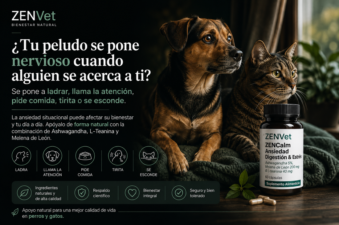 ¿Tu perro se para entre tú y cualquiera que se te acerque? Puede que no sea "protección"