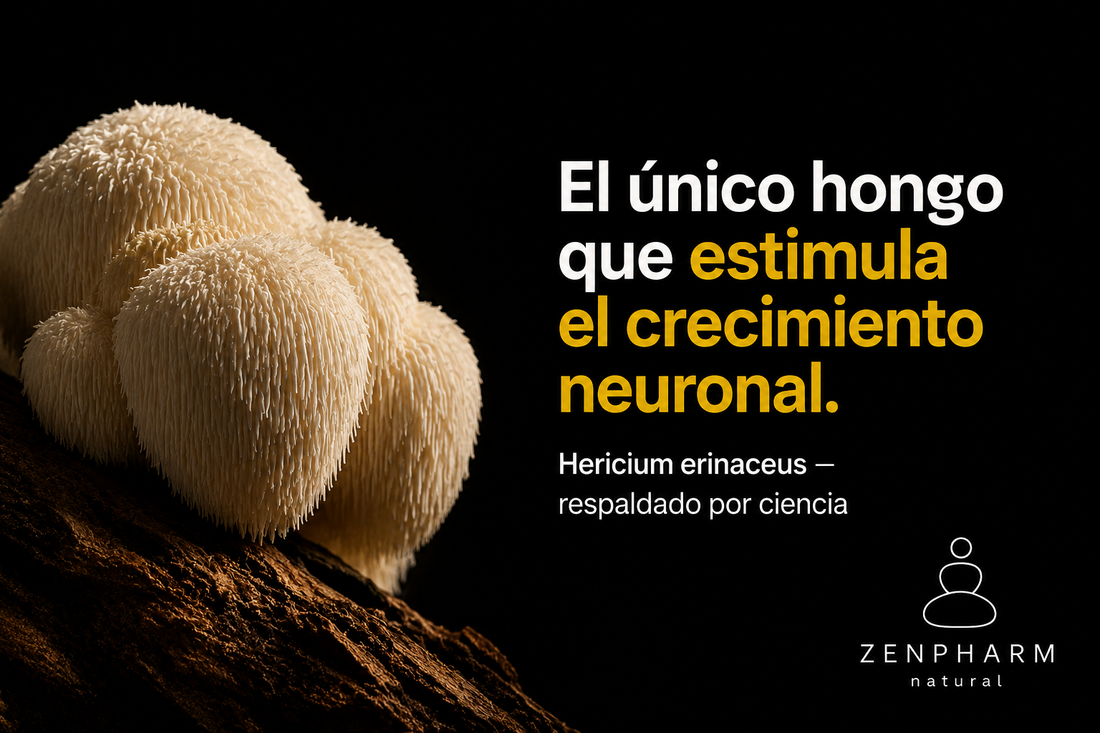 Melena de León: el hongo que activa tu cerebro