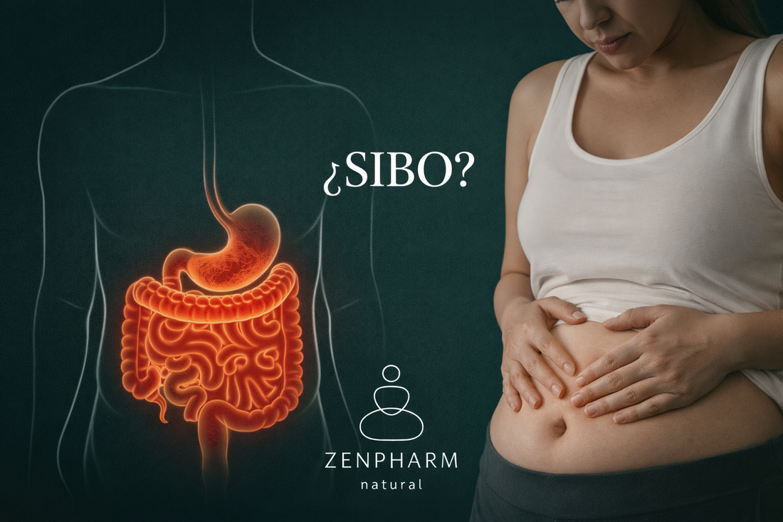 SIBO, estrés y microbiota: qué mostró un estudio con Reishi y Melena de León
